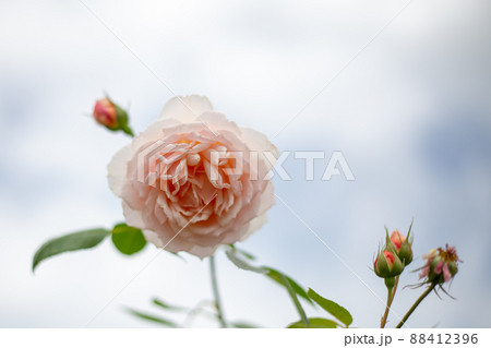 バラの花壇に咲くチャイナローズ 88412396