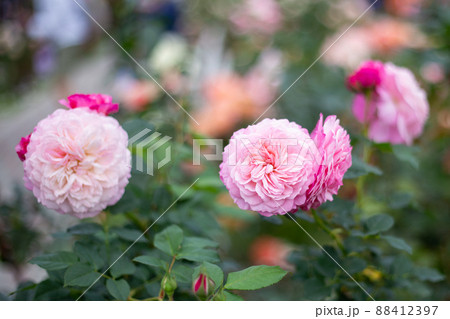 バラの花壇に咲くチャイナローズ バラの花壇に咲くチャイナローズ 88412397