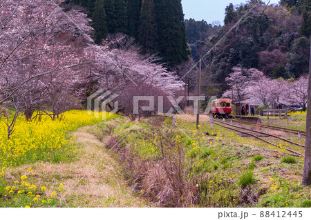 菜の花と桜満開の小湊鐵道高滝駅 菜の花と桜満開の小湊鐵道高滝駅 88412445