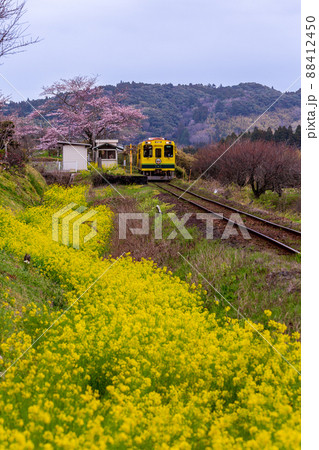 菜の花と桜満開のいすみ鉄道東総元駅付近 菜の花と桜満開のいすみ鉄道東総元駅付近 88412450