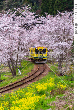 菜の花と桜満開のいすみ鉄道東総元駅付近 菜の花と桜満開のいすみ鉄道東総元駅付近 88412451