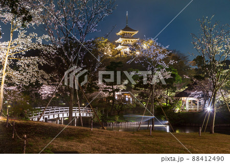 横浜市三渓園桜満開 ライトアップ 横浜市三渓園桜満開 ライトアップ 88412490
