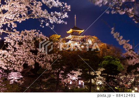 横浜市三渓園桜満開 ライトアップ 横浜市三渓園桜満開 ライトアップ 88412491