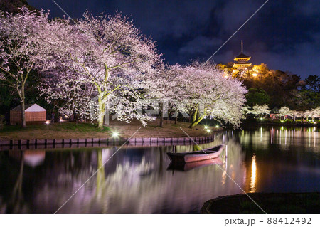 横浜市三渓園桜満開 ライトアップ 88412492
