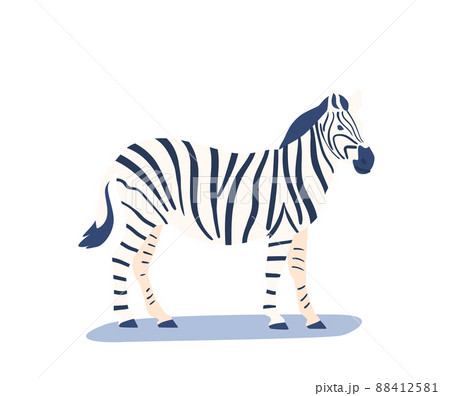 Zebra, Wild African Animal Isolated on White Background. Horse with Striped Pattern on Skin, Herbivorous Creature 88412581
