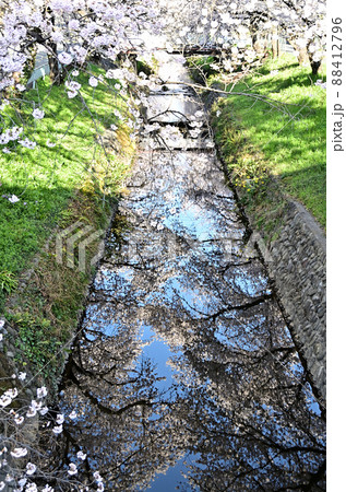 埼玉県深谷市唐沢川の満開の桜堤 埼玉県深谷市唐沢川の満開の桜堤 88412796