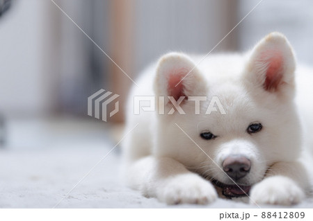 白の秋田犬 88412809
