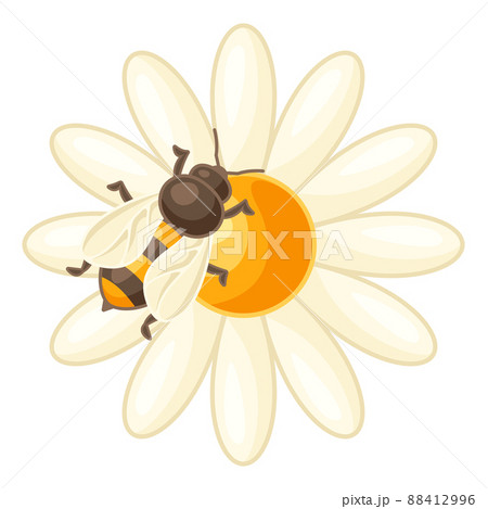Illustration of bee on camomile flower. Image for food and agricultural industry. Illustration of bee on camomile flower. Image for food and agricultural industry. 88412996