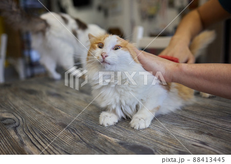 Man grooming cat with special gloves. Pet care. 88413445