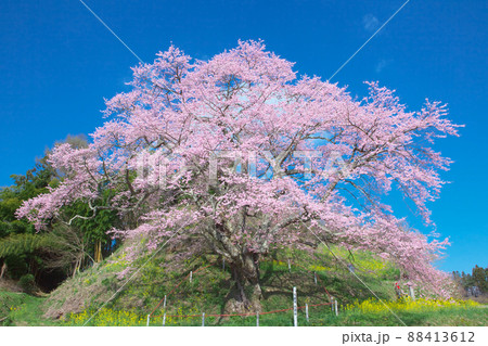 一本桜 - 是哉寺地蔵桜(2010年) 一本桜 - 是哉寺地蔵桜(2010年) 88413612