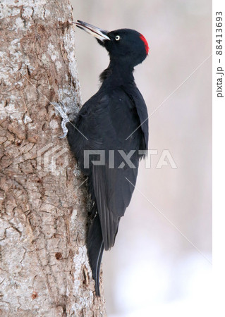 クマゲラ　くまげら　熊啄木鳥　北海道野鳥 88413693