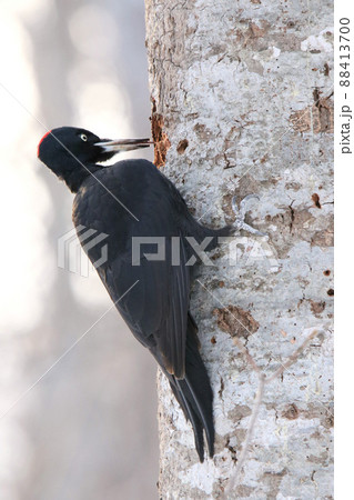 クマゲラ　くまげら　熊啄木鳥　北海道野鳥 88413700
