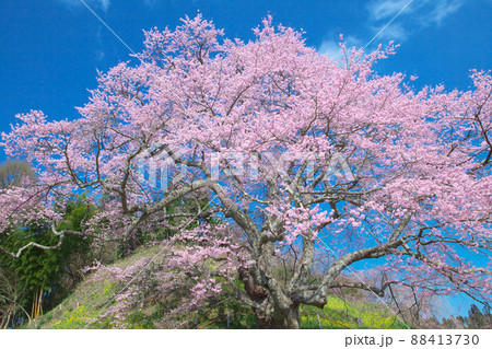 一本桜 - 是哉寺地蔵桜(2010年) 一本桜 - 是哉寺地蔵桜(2010年) 88413730