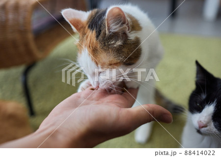 Pet owner feeding cat with dry food granules from hand palm. Man woman giving treat to cat. Beautiful domestic striped tabby feline kitten. 88414022