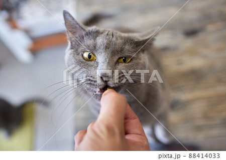 Pet owner feeding cat with dry food granules from hand palm. Man woman giving treat to cat. Beautiful domestic striped tabby feline kitten. Pet owner feeding cat with dry food granules from hand palm. Man woman giving treat to cat. Beautiful domestic striped tabby feline kitten. 88414033