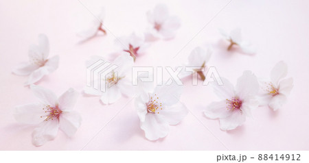 散らばる桜の花 88414912