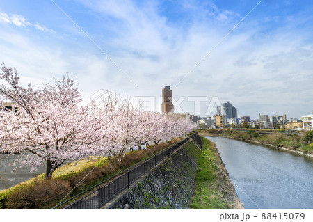 桜満開の春、静岡県浜松市中心部アクトタワーと馬込川 88415079