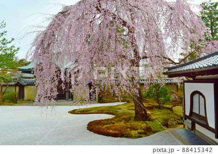 秀吉と北政所を祀る京都市高台寺のしだれ桜 88415342