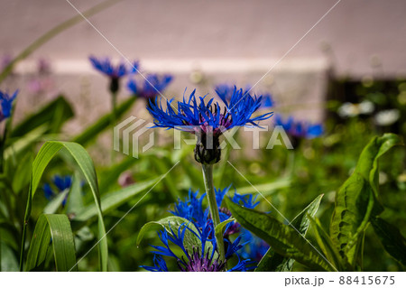 Russia. Kronstadt. June 4, 2021. A blue cornflower on a flower bed in the city courtyard. Russia. Kronstadt. June 4, 2021. A blue cornflower on a flower bed in the city courtyard. 88415675