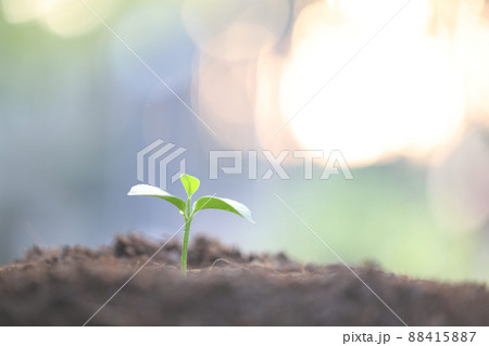Small Lemon plant sprout growing Small Lemon plant sprout growing 88415887