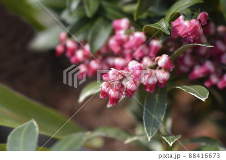Japanese pieris Polar Passion 88416673