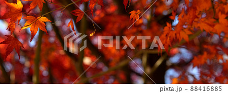 紅葉 紅葉 88416885