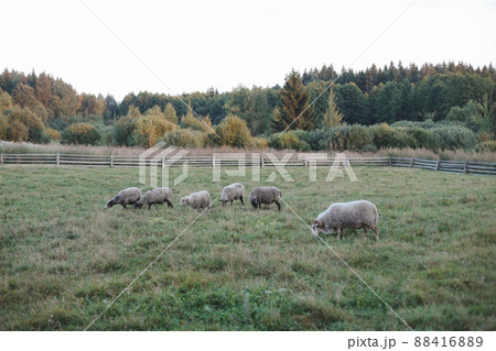 Sheeps and goats on a farm. Agriculture, domestic cloven-hoofed animals. 88416889
