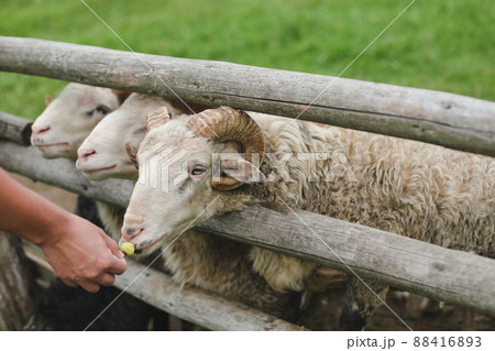 Little girl feeding goats on the farm. Agritourism concept. Beautiful baby child petting animals in the zoo Little girl feeding goats on the farm. Agritourism concept. Beautiful baby child petting animals in the zoo 88416893