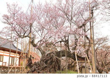北杜市武川町、二千年の時を超え咲き誇る山高j神代桜 88417113