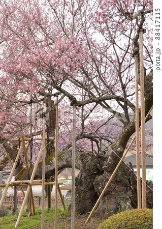 北杜市武川町、二千年の時を超え咲き誇る山高j神代桜 北杜市武川町、二千年の時を超え咲き誇る山高j神代桜 88417115