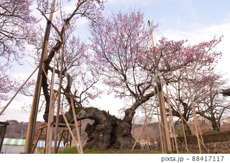 北杜市武川町、二千年の時を超え咲き誇る山高j神代桜 88417117