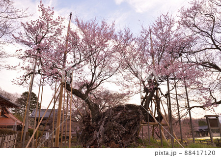 北杜市武川町、二千年の時を超え咲き誇る山高j神代桜 88417120