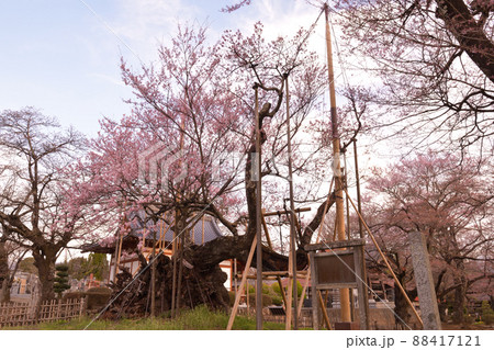 北杜市武川町、二千年の時を超え咲き誇る山高j神代桜 北杜市武川町、二千年の時を超え咲き誇る山高j神代桜 88417121