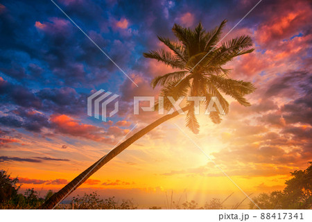 Silhouette coconut palm trees on beach at sunset. Vintage tone. Silhouette coconut palm trees on beach at sunset. Vintage tone. 88417341