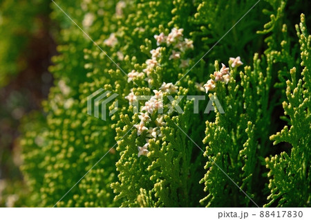 コノテガシワの花 コノテガシワの花 88417830