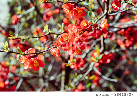 Blooming trees. Close up bright red flowers of a Flowering quince, Chaenomeles speciosa, shrub in a sunny day. a thorny deciduous or semi-evergreen shrub, known as Japanese quince or Chinese quince. 88418707
