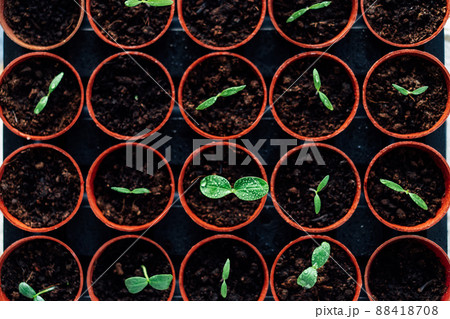 Top view growing seedlings in small pots. Plants seedling in greenhouse, horticulture and cultivation of plants. Home Grown cucumber sprouts. Soft selective focus, Top view growing seedlings in small pots. Plants seedling in greenhouse, horticulture and cultivation of plants. Home Grown cucumber sprouts. Soft selective focus, 88418708
