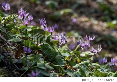 狭山丘陵内の野山北公園に咲く早春のカタクリの花 88418897