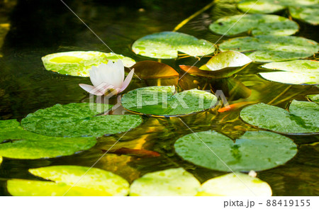 Water Lily Flower or lotus flower Water Lily Flower or lotus flower 88419155