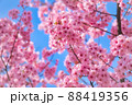 原宿の綺麗なピンク色の桜 88419356