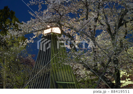 大垣市の水門川の船町港跡の住吉灯台と夜桜 大垣市の水門川の船町港跡の住吉灯台と夜桜 88419551