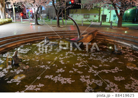 桜咲く長良川河畔の夜桜 桜咲く長良川河畔の夜桜 88419625