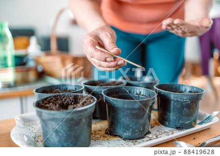 Farmer's hands plant seeds in black plastic pot with ground. Closeup. Preparation for garden season. Farmer's hands plant seeds in black plastic pot with ground. Closeup. Preparation for garden season. 88419628
