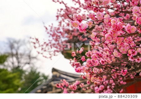 梅 紅梅 花 88420309