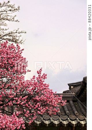 梅 紅梅 春 88420331