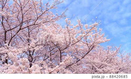 快晴の空と満開の桜・入学卒業イメージ 快晴の空と満開の桜・入学卒業イメージ 88420685