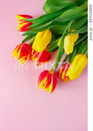 Bouquet of red and yellow tulips on pastel pink background. Bouquet of red and yellow tulips on pastel pink background. 88420866