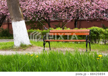 urban park in blossom. wonderful nature scenery in spring. walking path among the trees 88420894