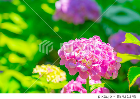 【梅雨素材】紫陽花の花【長野県】 88421349