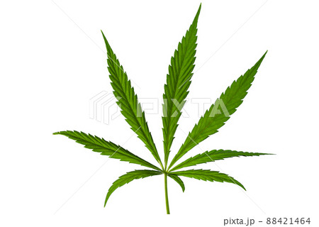 Cannabis leaf, medical marijuana isolated over white background. Cannabis leaf, medical marijuana isolated over white background. 88421464